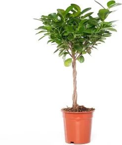 Vijgenboom (Ficus Microcarpa 'Moclame') D 17 H 60 Cm