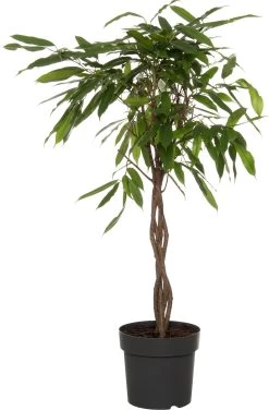 Rubberboom (Ficus Binnendijkii 'Amstel King') D 24 H 100 Cm