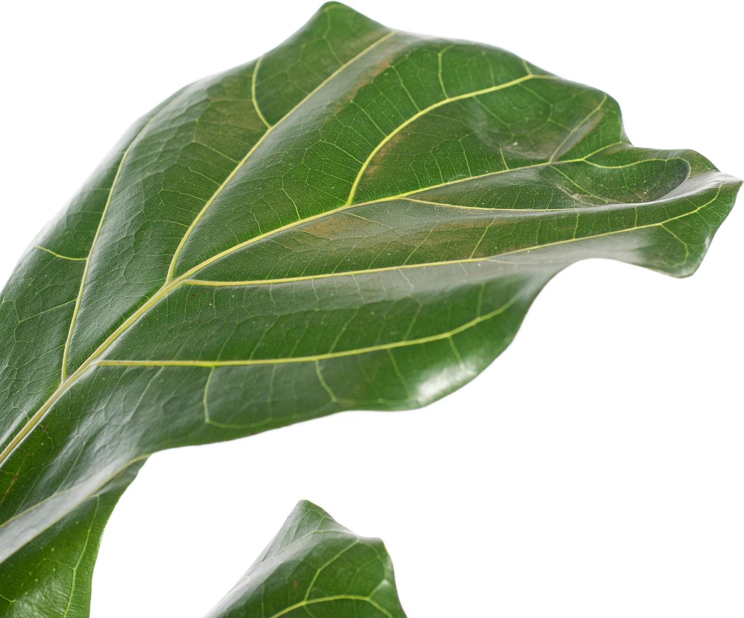 Vioolbladplant (Ficus Lyrata) D 21 H 110 Cm 2 Vioolbladplant (Ficus Lyrata) D 21 H 110 Cm - Afbeelding 2