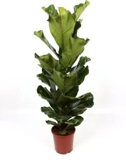 Vioolbladplant (Ficus Lyrata) D 21 H 110 Cm 5 Vioolbladplant (Ficus Lyrata) D 21 H 110 Cm -Kortingswinkel Voor Kamerplanten 8717263110682 3