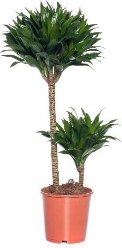 Drakenbloedboom (Dracaena Fragrans (C) 'Compacta') D 19 H 75 Cm
