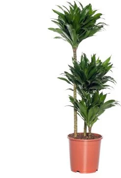 Drakenbloedboom (Dracaena Fragrans (C) 'Compacta') D 21 H 100 Cm