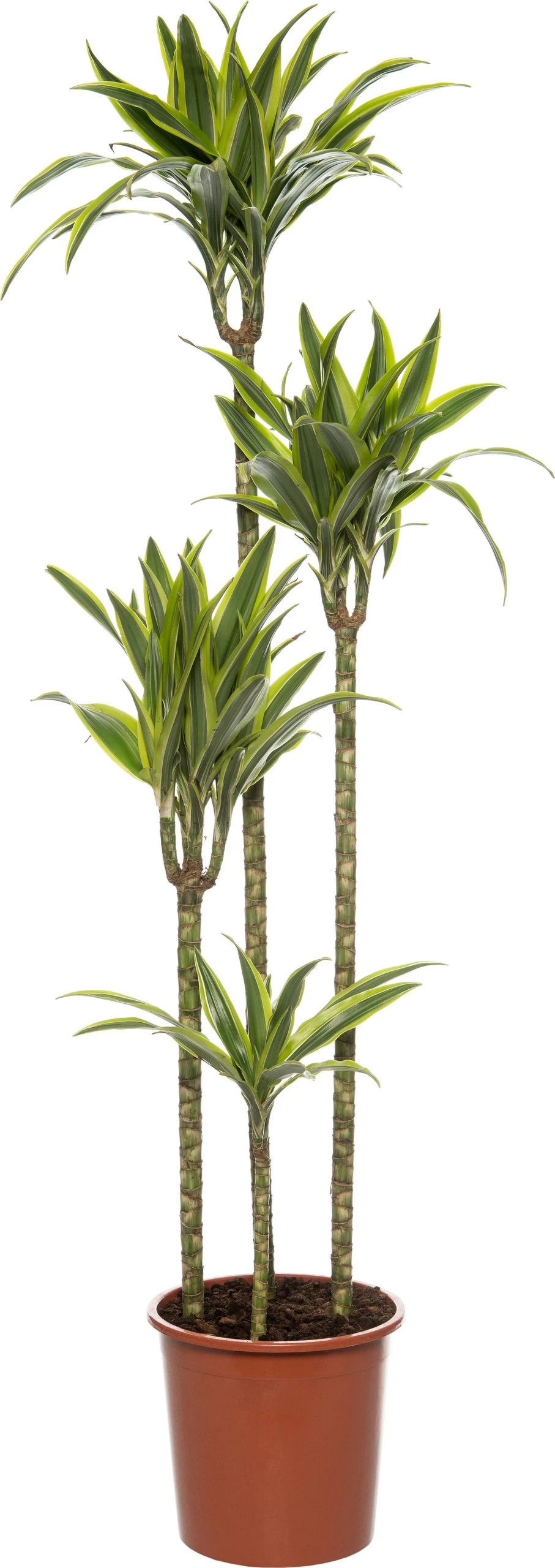 Drakenbloedboom (Dracaena Fragrans (D) 'Lemon Lime') D 27 H 170 Cm 1 Drakenbloedboom (Dracaena Fragrans (D) 'Lemon Lime') D 27 H 170 Cm