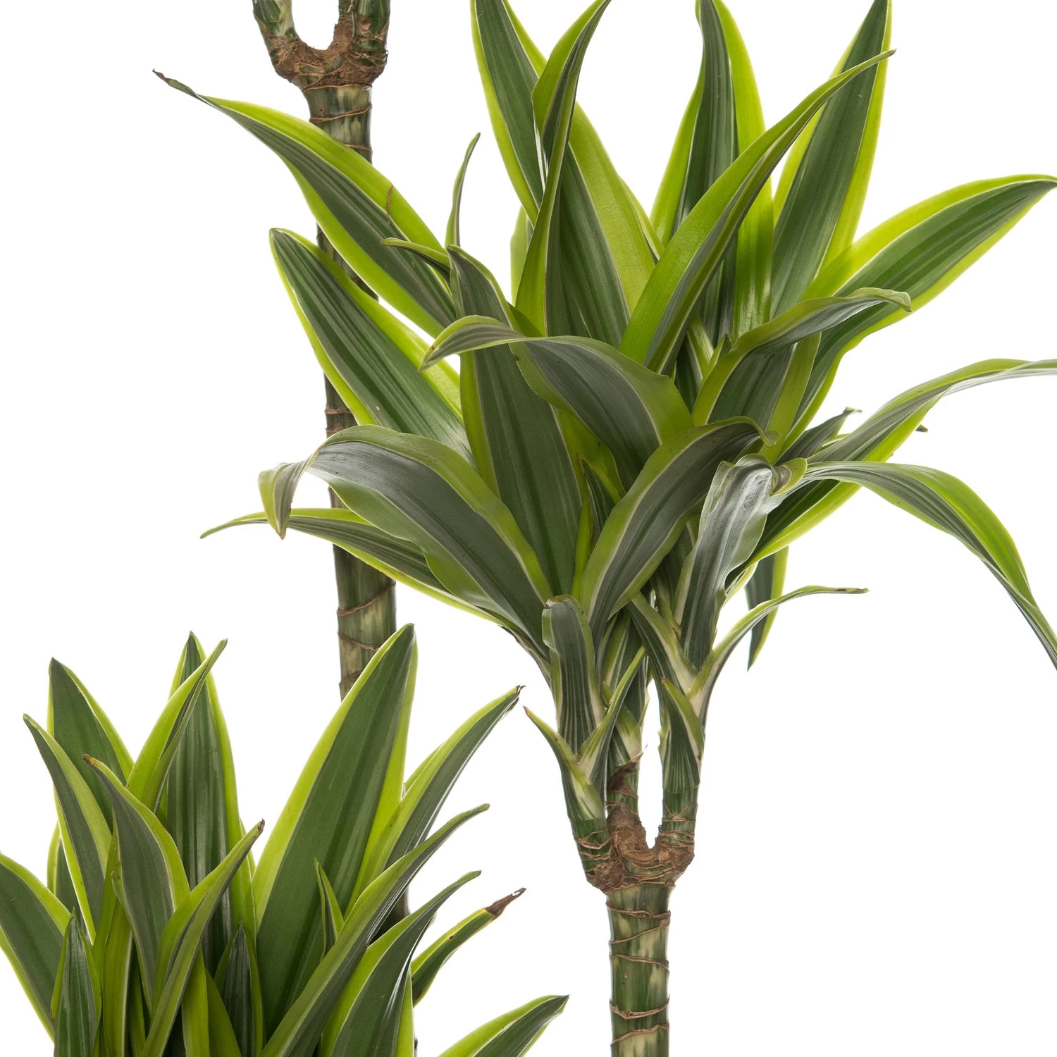 Drakenbloedboom (Dracaena Fragrans (D) 'Lemon Lime') D 27 H 170 Cm 2 Drakenbloedboom (Dracaena Fragrans (D) 'Lemon Lime') D 27 H 170 Cm - Afbeelding 2