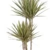 Drakenbloedboom (Dracaena Marginata 'Bicolor') D 24 H 150 Cm