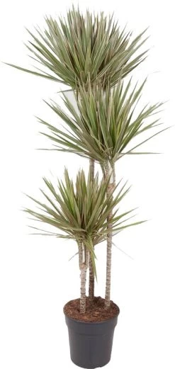Drakenbloedboom (Dracaena Marginata 'Bicolor') D 24 H 150 Cm