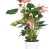 Pokon Flamingoplant (Anthurium Andreanum 'Pink Champion') D 17 H 60 Cm
