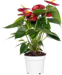 Flamingoplant (Anthurium Andreanum 'Royal Red Champion) D 14 H 50 Cm