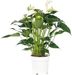 Flamingoplant (Anthurium Andreanum 'White Champion') D 14 H 50 Cm