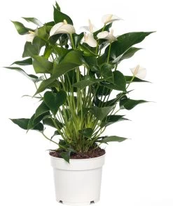 Pokon Flamingoplant (Anthurium Andreanum 'White Champion') D 17 H 60 Cm