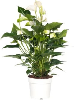 Flamingoplant (Anthurium Andreanum 'White Champion') D 21 H 70 Cm