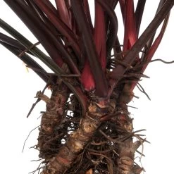 Philodendron (Philodendron 'Red Beauty') D 32 H 110 Cm -Kortingswinkel Voor Kamerplanten 8717263112358 3