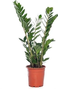 Zamioculcas (Zamioculcas Zamiifolia) D 17 H 60 Cm