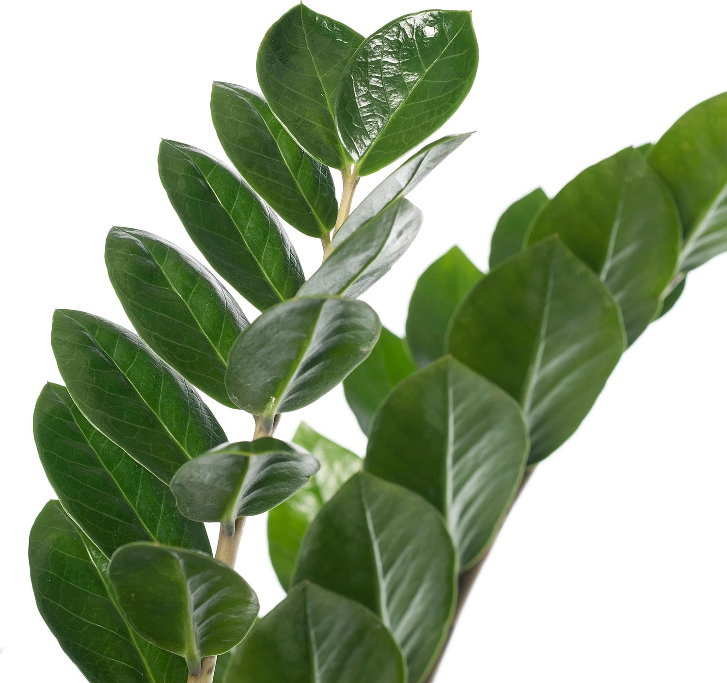 Zamioculcas (Zamioculcas Zamiifolia) D 21 H 80 Cm 2 Zamioculcas (Zamioculcas Zamiifolia) D 21 H 80 Cm - Afbeelding 2