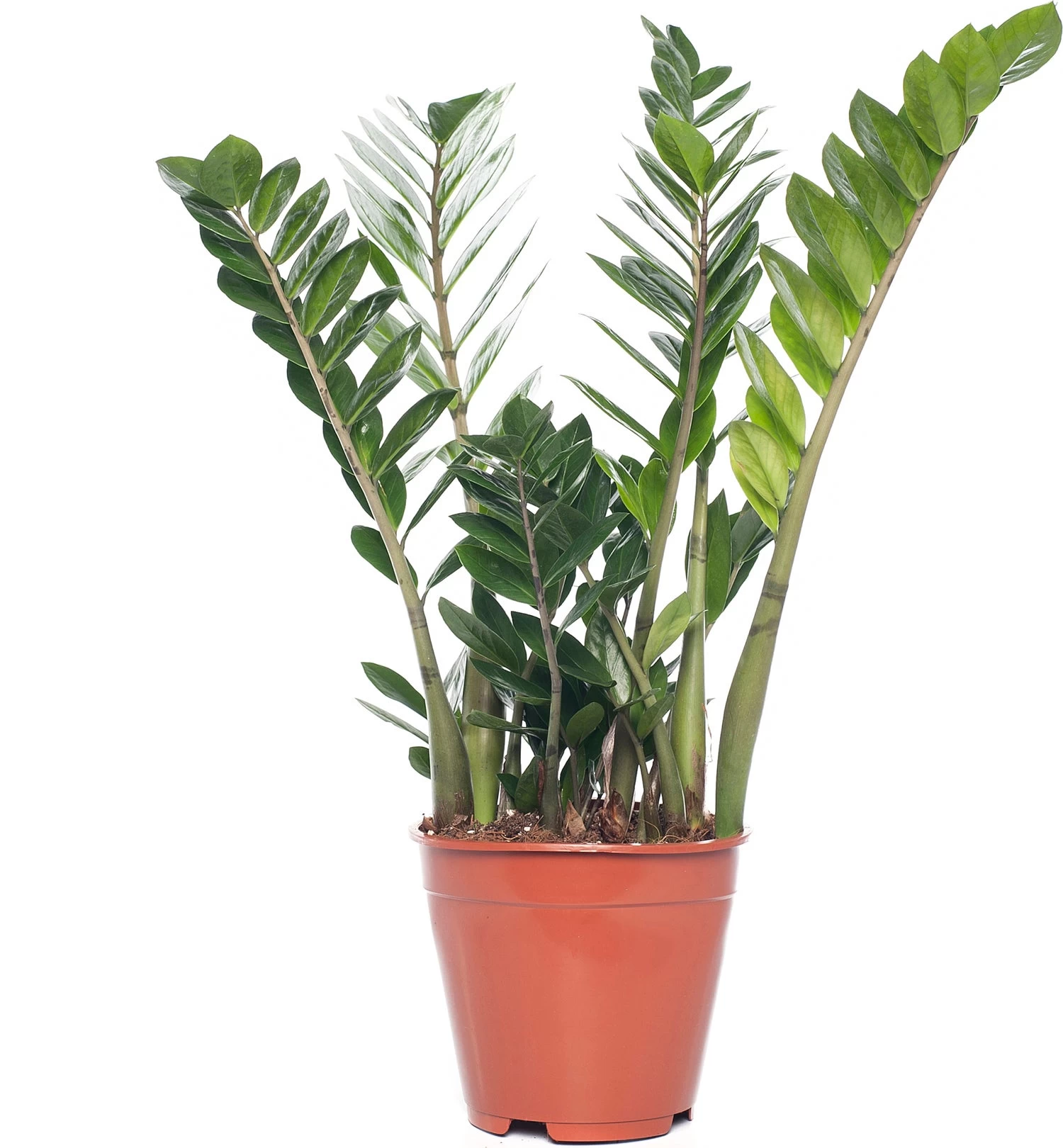 Zamioculcas (Zamioculcas Zamiifolia) D 21 H 80 Cm 1 Zamioculcas (Zamioculcas Zamiifolia) D 21 H 80 Cm