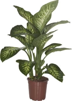 Dieffenbachia (Dieffenbachia Seguine 'Tropic Snow') D 24 H 90 Cm