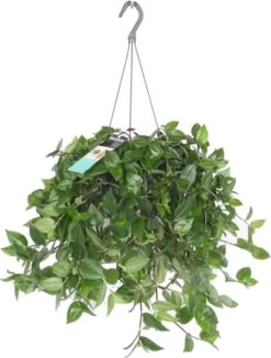 Vaderplant (Tradescantia 'Green Hill') D 17 H 35 Cm