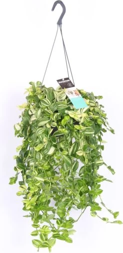 Vaderplant (Tradescantia 'Yellow Hill') D 17 H 40 Cm