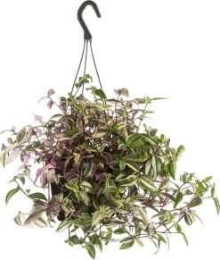 Vaderplant (Tradescantia Fluminensis 'Quadricolor') D 17 H 35 Cm