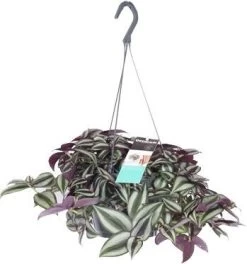Vaderplant (Tradescantia Zebrina 'Purpusii') D 17 H 30 Cm