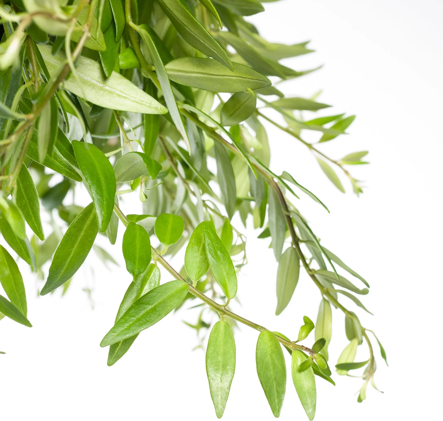 Lippenstiftplant (Aeschynanthus 'Japhrolepis') D 15 H 25 Cm 2 Lippenstiftplant (Aeschynanthus 'Japhrolepis') D 15 H 25 Cm - Afbeelding 2