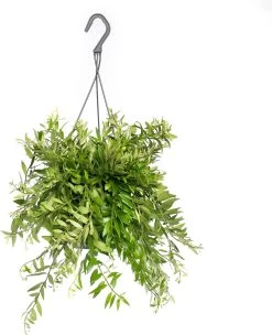 Lippenstiftplant (Aeschynanthus 'Japhrolepis') D 15 H 25 Cm