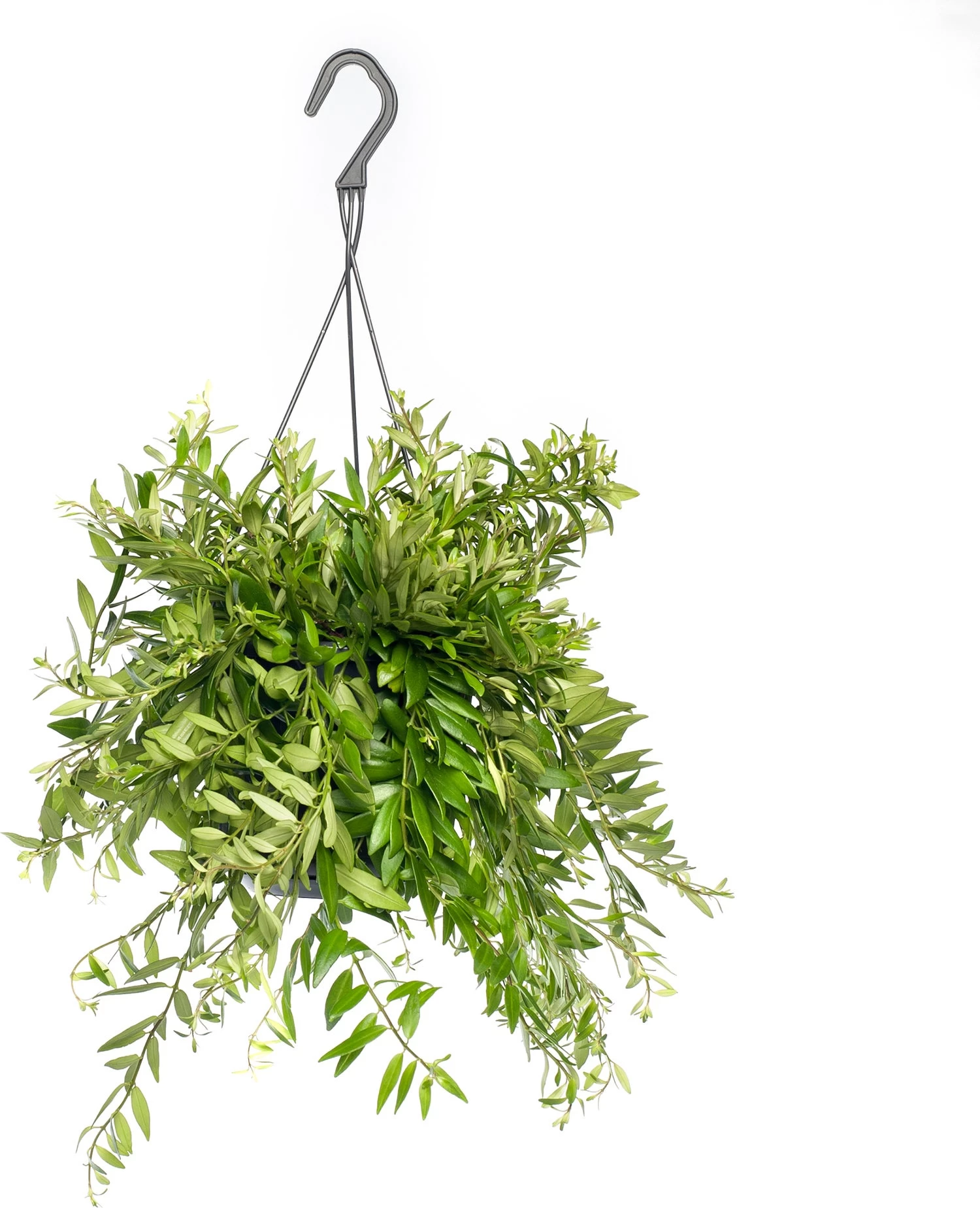 Lippenstiftplant (Aeschynanthus 'Japhrolepis') D 15 H 25 Cm 1 Lippenstiftplant (Aeschynanthus 'Japhrolepis') D 15 H 25 Cm