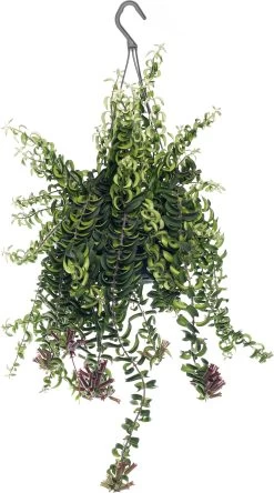 Lippenstiftplant (Aeschynanthus 'Twister') D 15 H 25 Cm