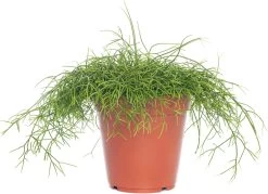 Rotskoraal (Rhipsalis Cassutha) D 21 H 55 Cm