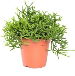 Rotskoraal (Rhipsalis Heteroclada) D 21 H 45 Cm