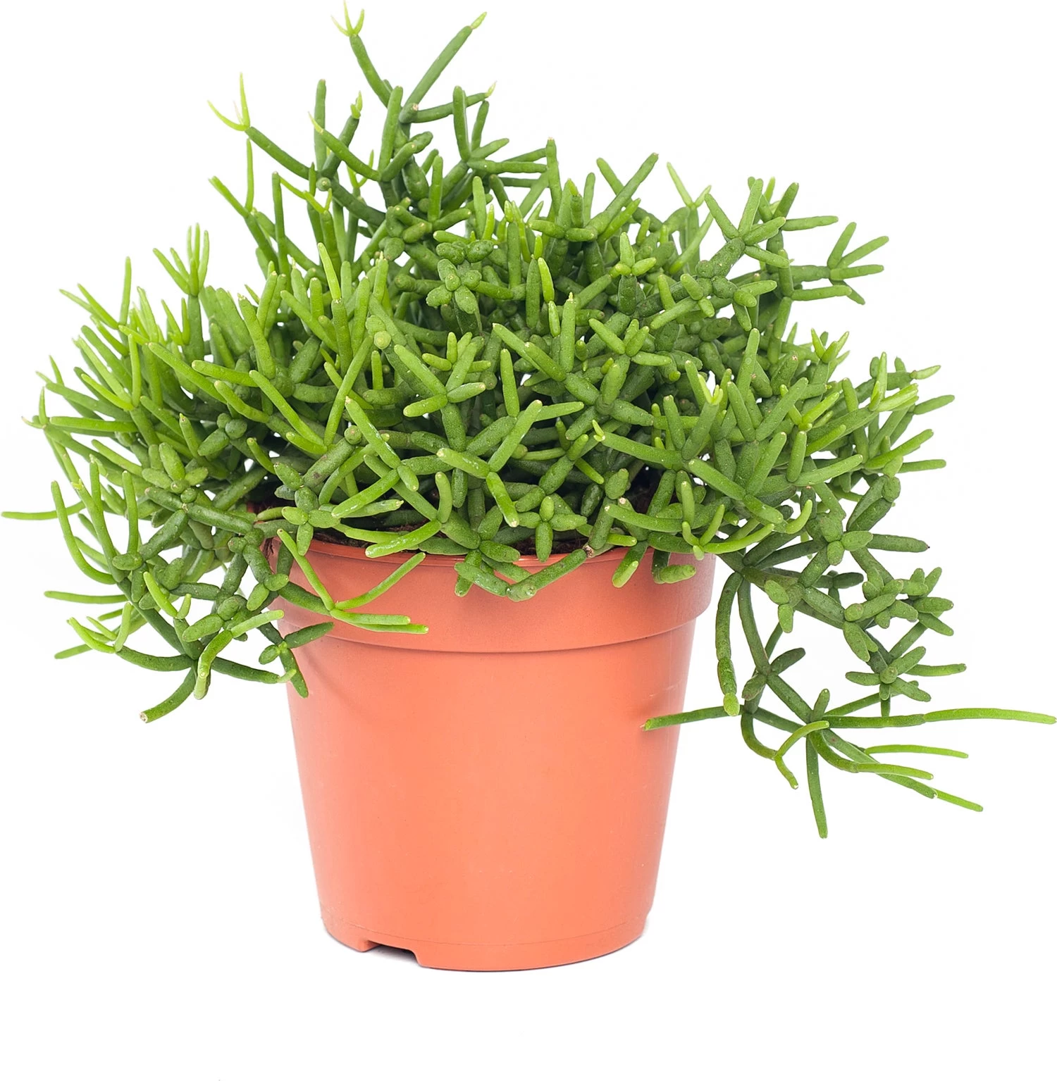 Rotskoraal (Rhipsalis Heteroclada) D 21 H 45 Cm 1 Rotskoraal (Rhipsalis Heteroclada) D 21 H 45 Cm