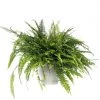 Krulvaren (Nephrolepis Exaltata 'Green Lady') D 20 H 60 Cm