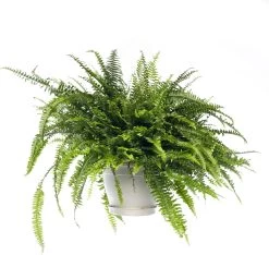 Krulvaren (Nephrolepis Exaltata 'Green Lady') D 20 H 60 Cm