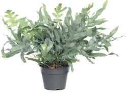 Blauwvaren (Phlebodium Aureum 'Blue Star') D 19 H 55 Cm