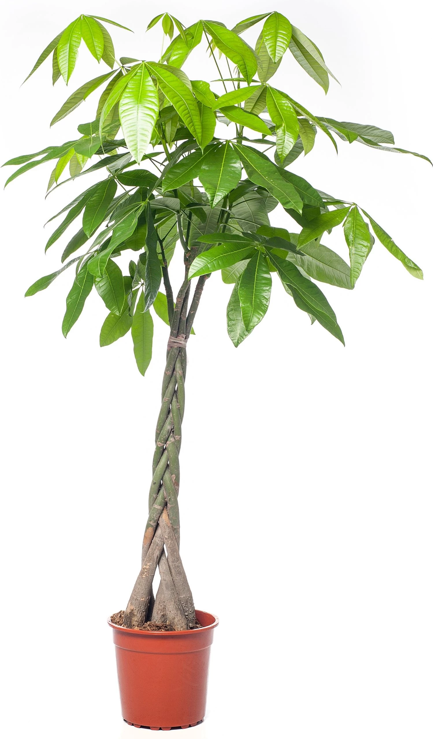 Geldboom (Pachira Aquatica) D 35 H 190 Cm 2 Geldboom (Pachira Aquatica) D 35 H 190 Cm - Afbeelding 2