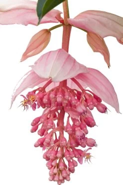 Medinilla (Medinilla Magnifica) D 17 H 60 Cm -Kortingswinkel Voor Kamerplanten 8717263114895 12