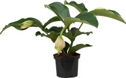 Medinilla (Medinilla Magnifica) D 17 H 60 Cm