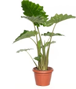 Alocasia (Alocasia 'Portodora') D 35 H 120 Cm