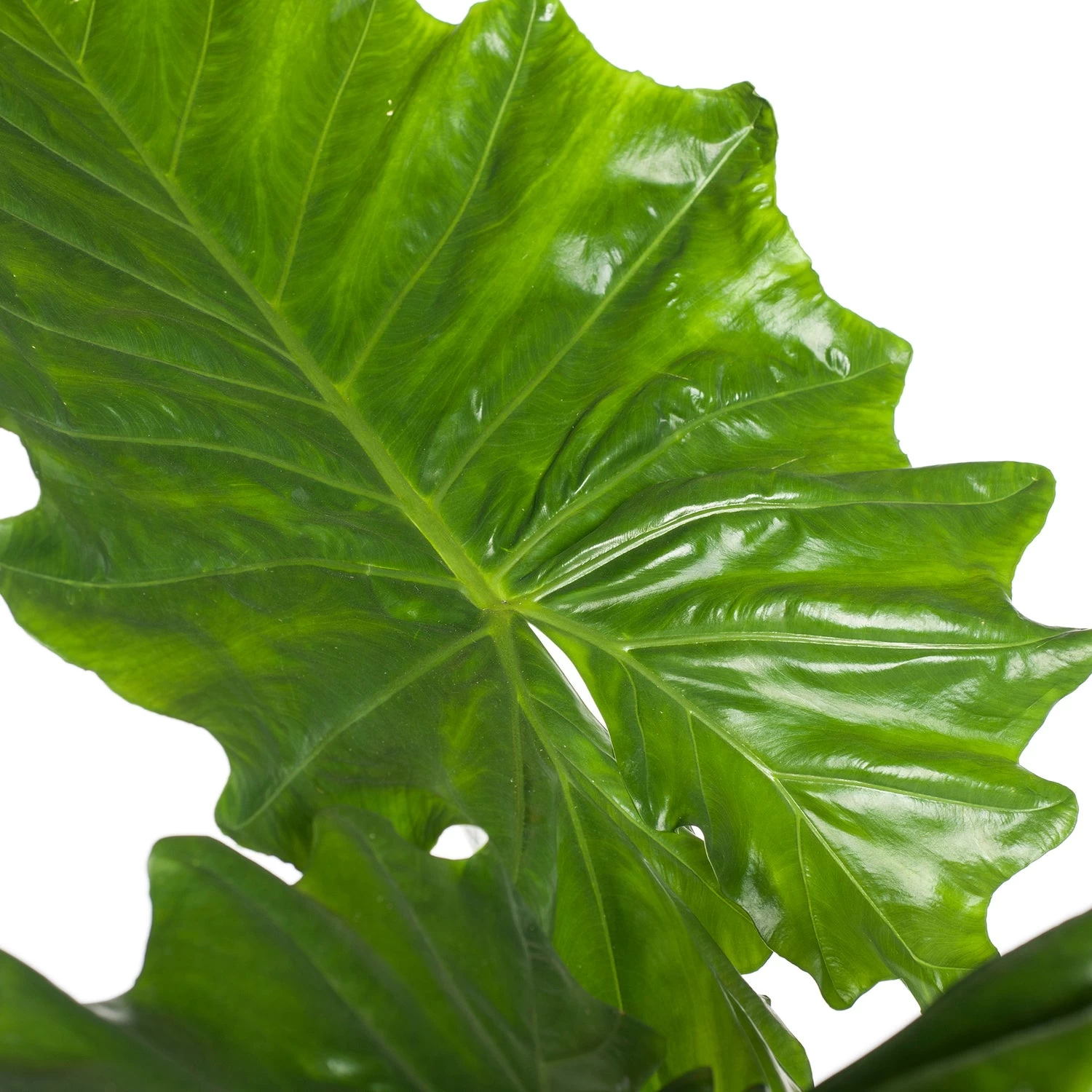 Alocasia (Alocasia 'Portodora') D 35 H 120 Cm 2 Alocasia (Alocasia 'Portodora') D 35 H 120 Cm - Afbeelding 2