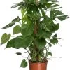 Gatenplant Met Mosstok (Monstera Pertusum) D 19 H 80 Cm