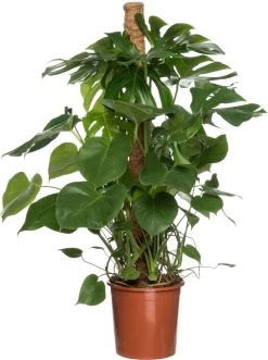 Gatenplant Met Mosstok (Monstera Pertusum) D 19 H 80 Cm