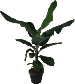 Bananenplant (Musa 'Dwarf Cavendish') D 35 H 130 Cm -Kortingswinkel Voor Kamerplanten 8717263115687 1