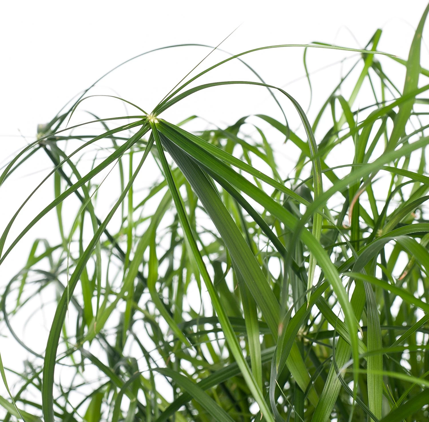 Parapluplant (Cyperus Alternifolius) D 21 H 80 Cm 2 Parapluplant (Cyperus Alternifolius) D 21 H 80 Cm - Afbeelding 2