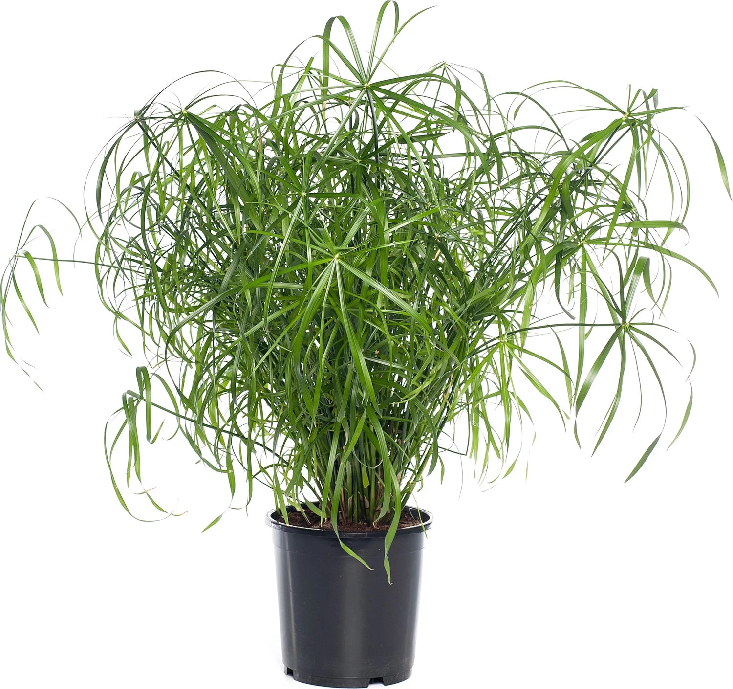 Parapluplant (Cyperus Alternifolius) D 21 H 80 Cm 1 Parapluplant (Cyperus Alternifolius) D 21 H 80 Cm