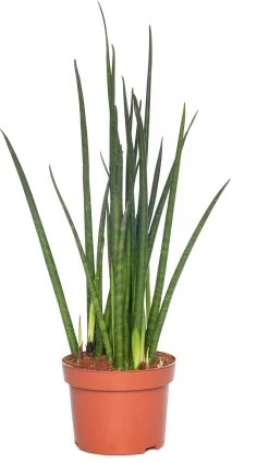 Vrouwentong (Sansevieria Bacularis) D 13 H 60 Cm