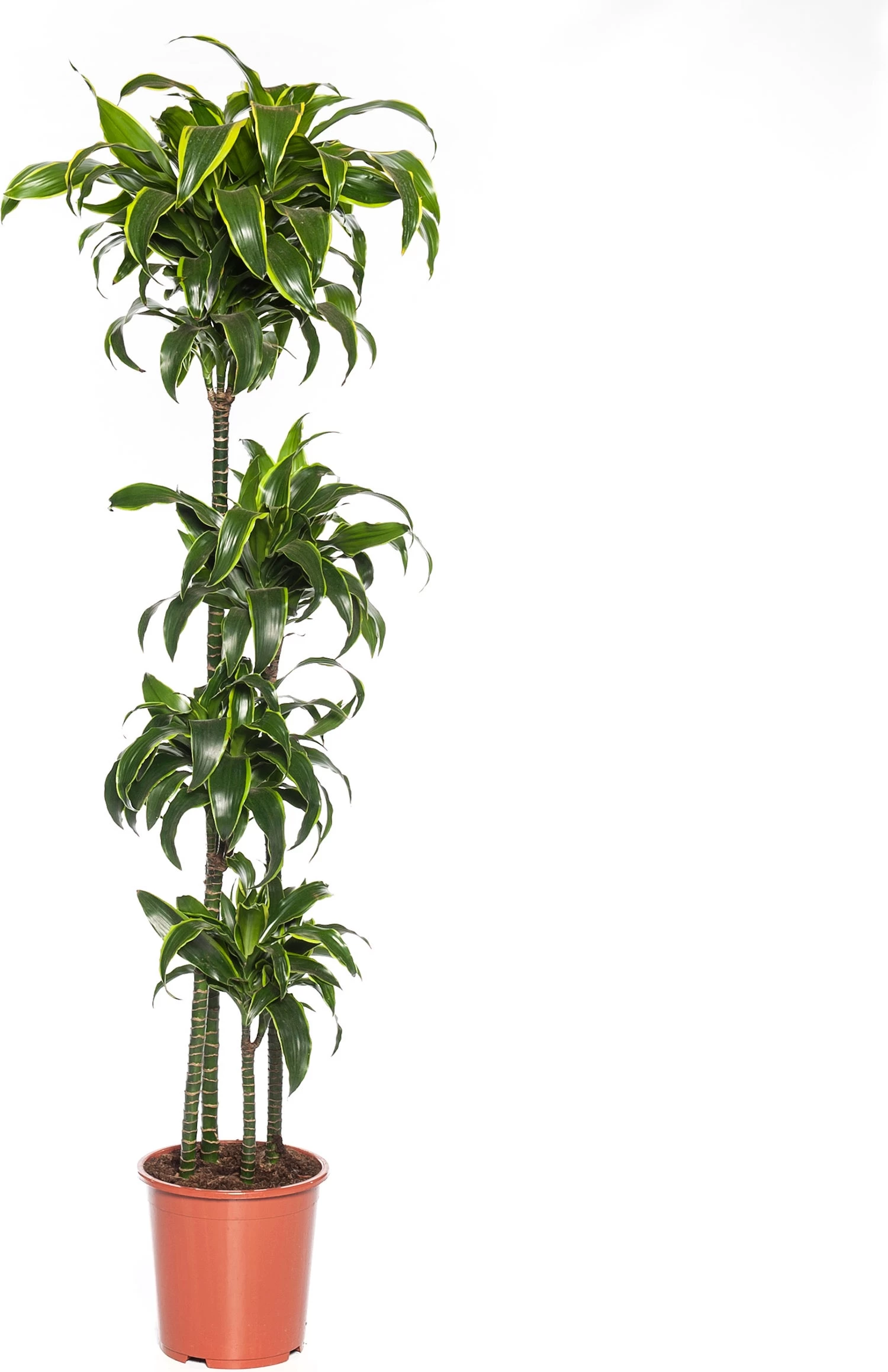 Drakenbloedboom (Dracaena Fragrans (C) 'Dorado') D 27 H 160 Cm 1 Drakenbloedboom (Dracaena Fragrans (C) 'Dorado') D 27 H 160 Cm