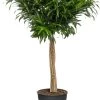 Drakenbloedboom (Dracaena Reflexa 'Song Of Jamaica') D 27 H 120 Cm