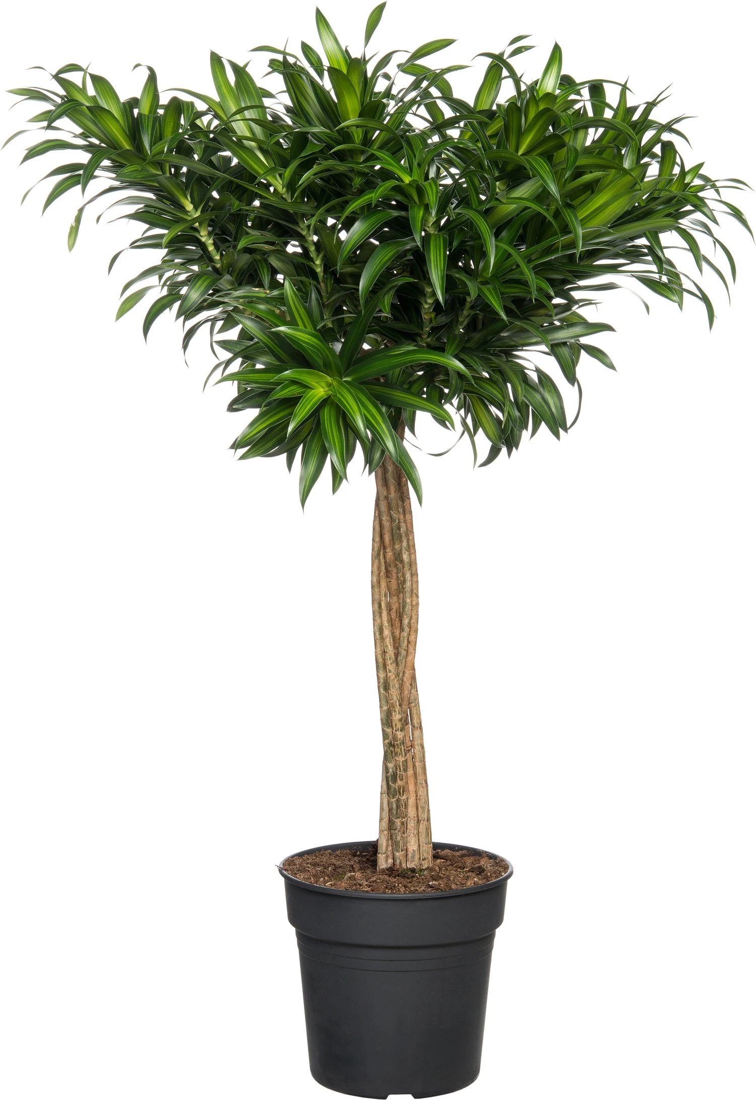Drakenbloedboom (Dracaena Reflexa 'Song Of Jamaica') D 27 H 120 Cm 1 Drakenbloedboom (Dracaena Reflexa 'Song Of Jamaica') D 27 H 120 Cm