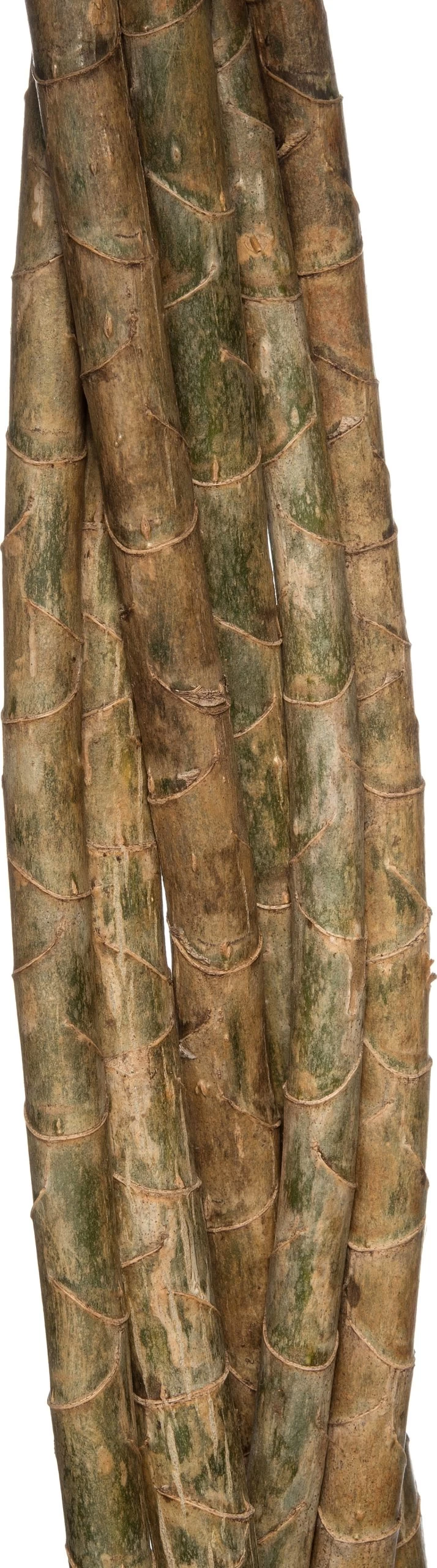 Drakenbloedboom (Dracaena Reflexa 'Song Of Jamaica') D 27 H 120 Cm 2 Drakenbloedboom (Dracaena Reflexa 'Song Of Jamaica') D 27 H 120 Cm - Afbeelding 2