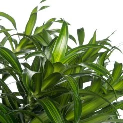 Drakenbloedboom (Dracaena Reflexa 'Song Of Jamaica') D 27 H 120 Cm 5 Drakenbloedboom (Dracaena Reflexa 'Song Of Jamaica') D 27 H 120 Cm -Kortingswinkel Voor Kamerplanten 8717263120490 3